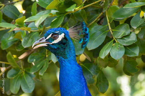 Pavão