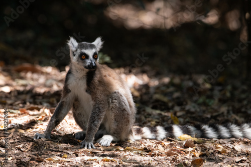 Ring Tailed Lemur Sitting