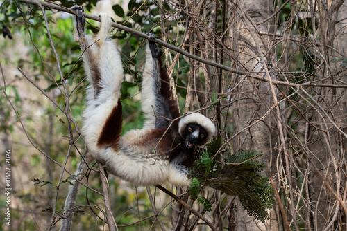 Hanging Coquerel's sifaka