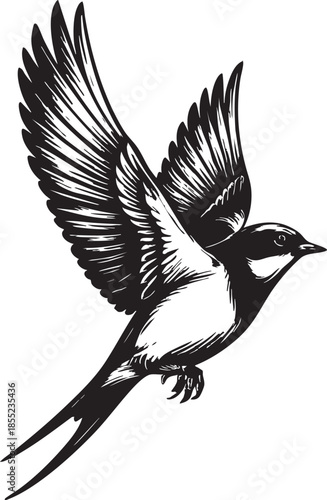 flying bird illustration with spread wings isolated on white background, elegant black and white artwork