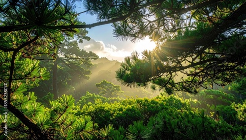Sunlit Forest Landscape with Lush Green Foliage
