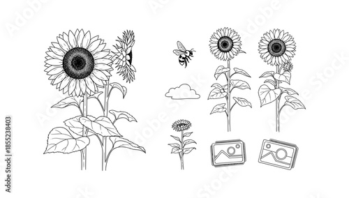 Sunflower and bee line art: nature's harmony in detailed black and white illustration