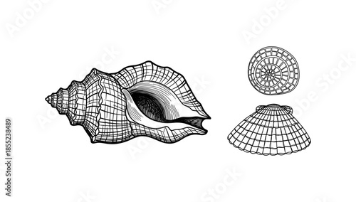 Detailed shell sketches showcasing spiral and textured designs