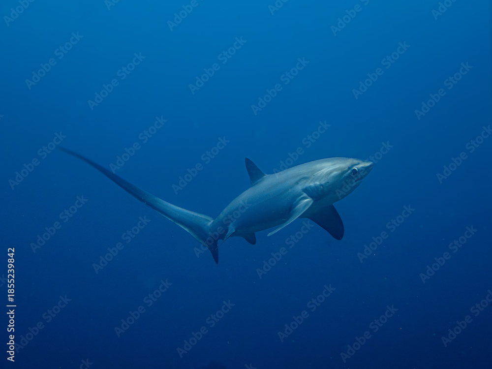 Fototapeta premium squalo volpe a Malapascua