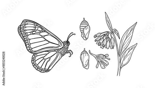 Detailed line art of butterfly life cycle with flowers and chrysalises
