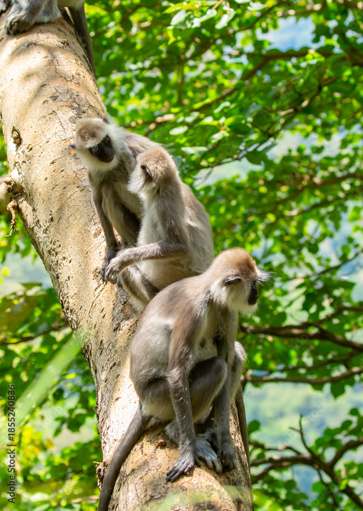 Obraz premium Gray hanuman langurs on a tree. Monkeys in the wild in the jungles of Sri Lanka. Troop of monkeys on trees. Wildlife scene with wild animals.