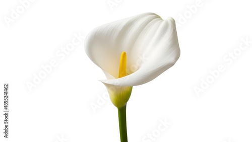 A single, elegant calla lily blossom, pristine and pure, with a vibrant yellow spadix