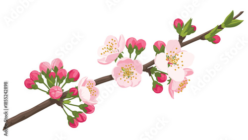 Delicate pink cherry blossoms and unopened buds on a spring branch, symbolizing new beginnings and the beauty of nature's awakening.