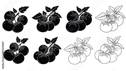 Black and white illustration of tomato plants with leaves and fruits