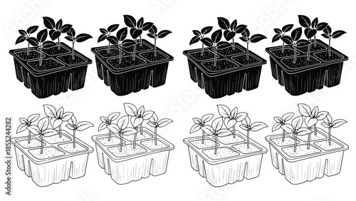 Seedlings growing in black and white plastic planting trays line art illustration