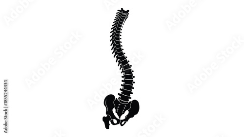 A black silhouette of a human spine and pelvic bones illustration