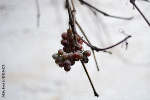 Vertical shot of ripe red grapes on the vine, winter vineyard without snow