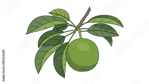 Crisp green apple hanging from a branch with vibrant leaves, symbolizing fresh fruit, healthy eating, and the bounty of nature.