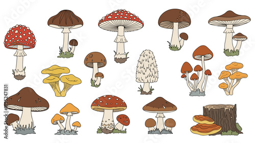 Extensive collection of diverse wild mushrooms, including both edible and poisonous varieties like fly agaric and chanterelles, illustrating the vast fungal kingdom with various shapes and colors.