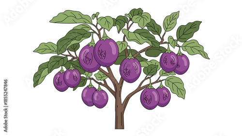 Vibrant illustration of an eggplant plant, or aubergine tree, laden with numerous ripe, deep purple eggplants hanging from its leafy branches, ready for a bountiful harvest.
