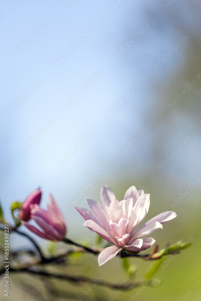 Fototapeta premium Magnolia pink purple flowering tree in spring, large flowers. Background spring