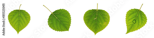 European Aspen Populus tremula, Isolated On White, Green Round Leaves, Serrated Margin, Spring Summer Foliage, Plant Set