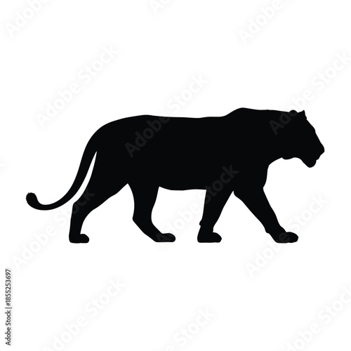 Silhouette of a majestic tiger walking across a white background
