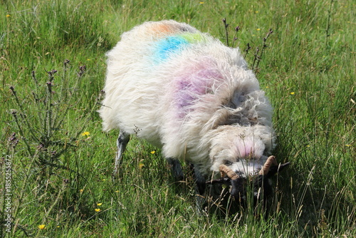 Mouton irlandais typique pâturant dans une prairie verdoyante
