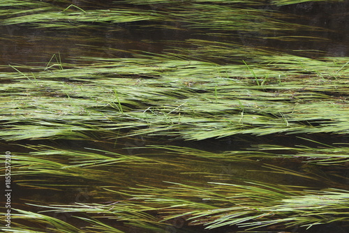 Herbes aquatiques ondulant dans le courant d'une rivière