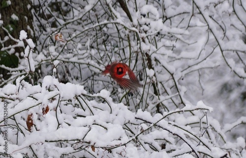 Bright red male cardinal captured mid-flight against snowy branches, showcasing vivid wildlife in a winter forest.