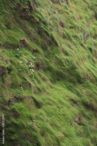Herbes sauvages ondulant sous le vent sur la côte atlantique de l'Irlande