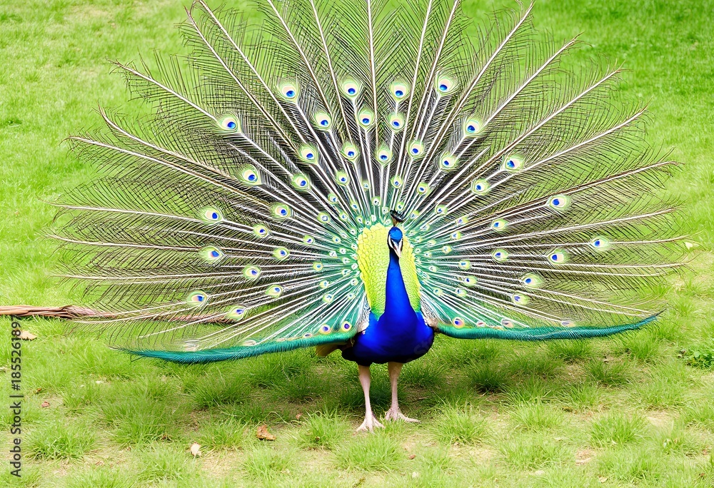 Obraz premium A close up of a Peacock