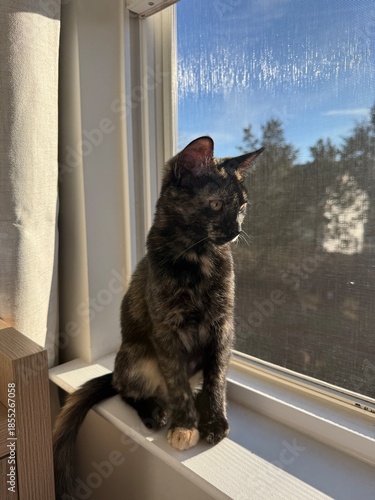 cat on window sill 