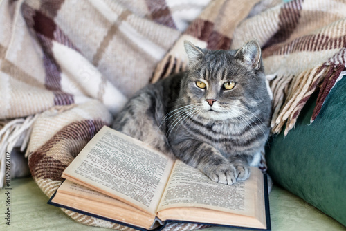 Gray cat lying on a sofa with an open book. Cozy home reading concept, calm lifestyle, education, knowledge and intellectual atmosphere with a relaxed and thoughtful mood.