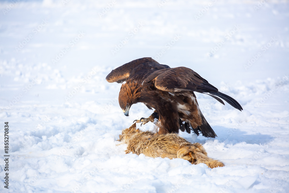 Fototapeta premium A large eagle caught a fox against a backdrop of snow. A bird of prey hunts its prey. A golden eagle sits in the snow, clinging to its prey. Falconry. A national tradition of Asia. Berkutchi,