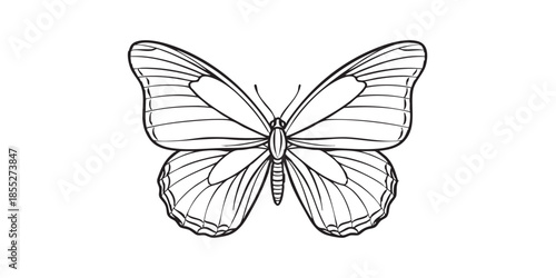 Butterfly with spread wings outline icon vector