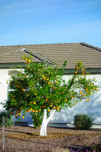 Bright Oranges hanging between branches of citrus tree with painted in white trunk growing in xeriscaped yard, Phoenix, Arizona in Winter, copy space