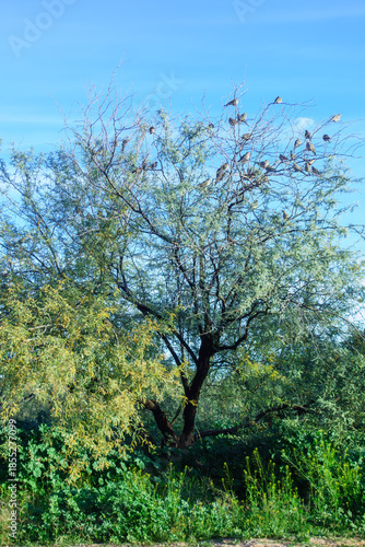Arizona mourning doves sitting atop of velvete mesquite, Prosopis velutina tree under winter blue sky with light white clouds