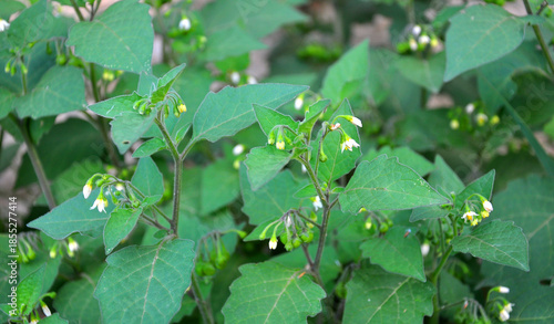 Canvas-taulu The black solanum (Solanum nigrum) plant grows in nature
