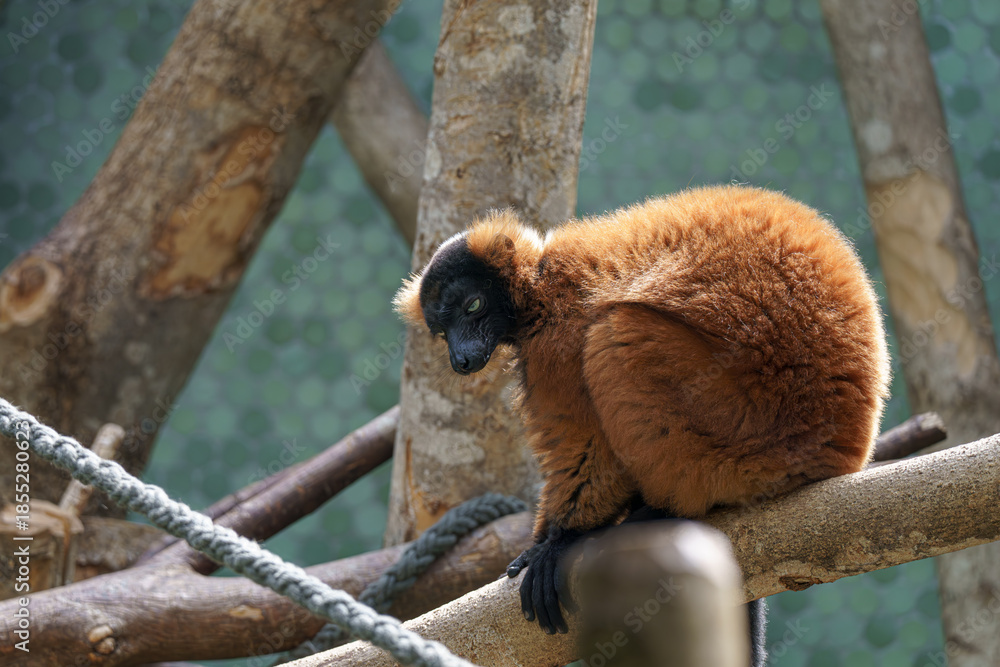 Fototapeta premium Lemur sits on a branch in a forested area during daytime while observing its surroundings and other animals