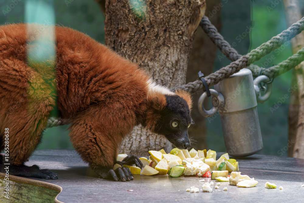 Fototapeta premium Lemur eats fruit at the zoo in springtime while visitors watch from behind the glass