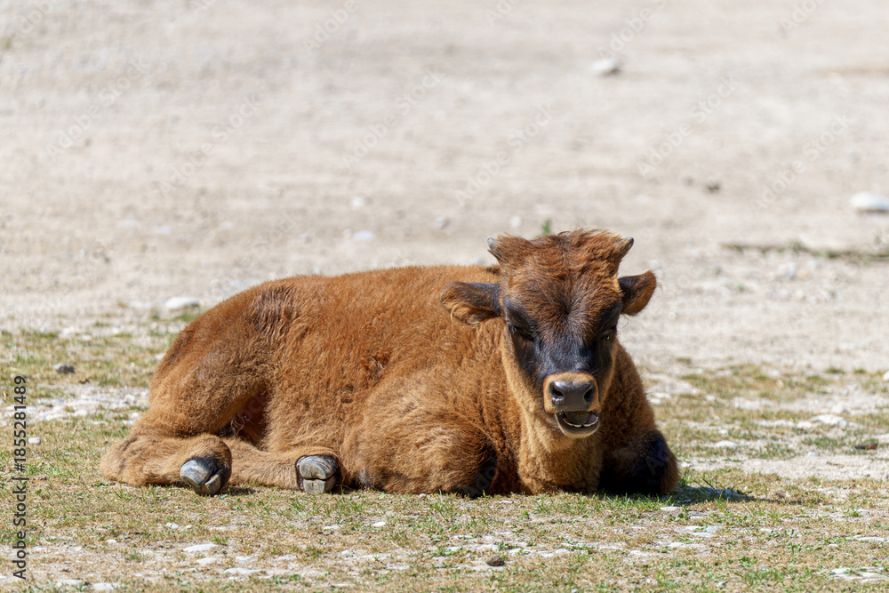 Fototapeta premium Calf resting on ground in open field during bright daylight near farm