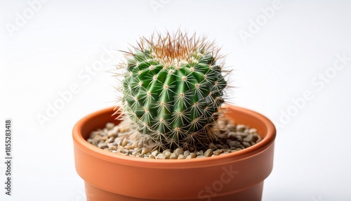 a tiny succulent cactus with sharp spines sits in a simple pot isolated on a clean white backdrop close up detail