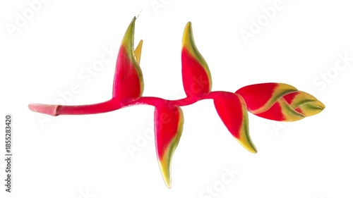 Stunning Tropical Red Heliconia Flower, also known as Lobster-Claws, Isolated on White Background