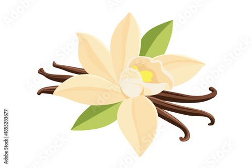 Vanilla Flower and Dried Sticks vector cartoon on a white background.Vector eps 10
