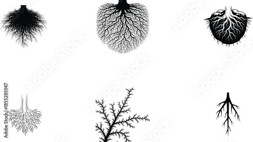 Collection of different types of tree roots illustration