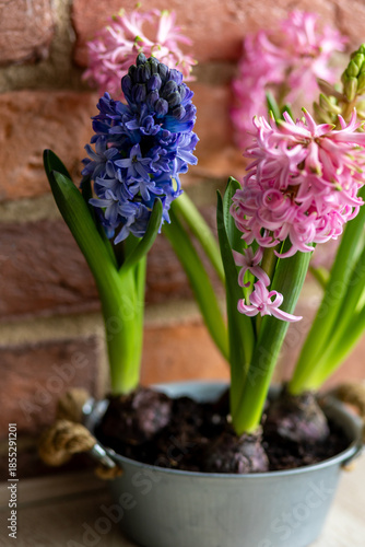 Fresh floral home decor, Easter holiday preparation. Hyacinth bright pink, violet flowers with bulbs in metal pot. Gardening tools, leisure and hobby concept. Wooden background, springtime