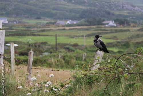 Oiseau sauvage perché sur un poteau de clôture en bois en Irlande