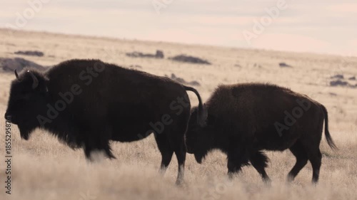 4k video of a young bison at Antelope Island, Utah USA strolling past a couple of larger ones, one of whom follows the first going from right to left through dry winter grass.
