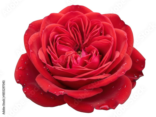 Vibrant red rose isolated on transparent background