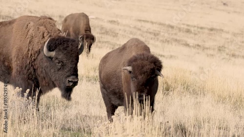 A bison cow stolls through dry yellow grass down a gently sloped hillside followed intently by a large bull sniffing her on Antelope Island, Utah USA on a partly cloudy November day.