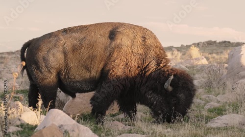 Half speed 4k video of an American Bison bull quietly cropping grass in a field with scattered boulders of white sandstone while low evening sunlight warms its back on Antelope Island Ut. USA. 