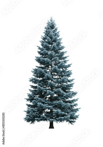 Majestic tall blue spruce (picea pungens 'glauca') with steel-blue foliage, perfectly symmetrical and isolated against a stark white background. Concept of idealized nature and ecology.