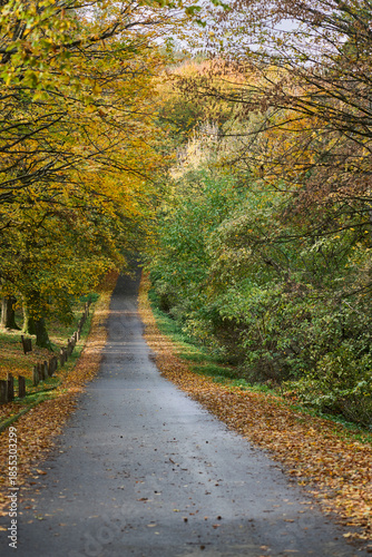 Peaceful countryside road through colorful autumn forest