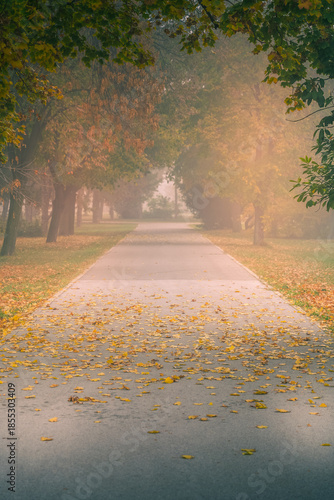 Foggy autumn park path with fallen yellow leaves